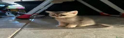Scottish gatti in vendita: Cucciolata di gatti scottish fold e straight  - Annuncio 1