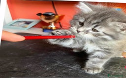 Siberiano gatti in vendita: Gatti siberiani  a Provincia di Biella - Immagine 6