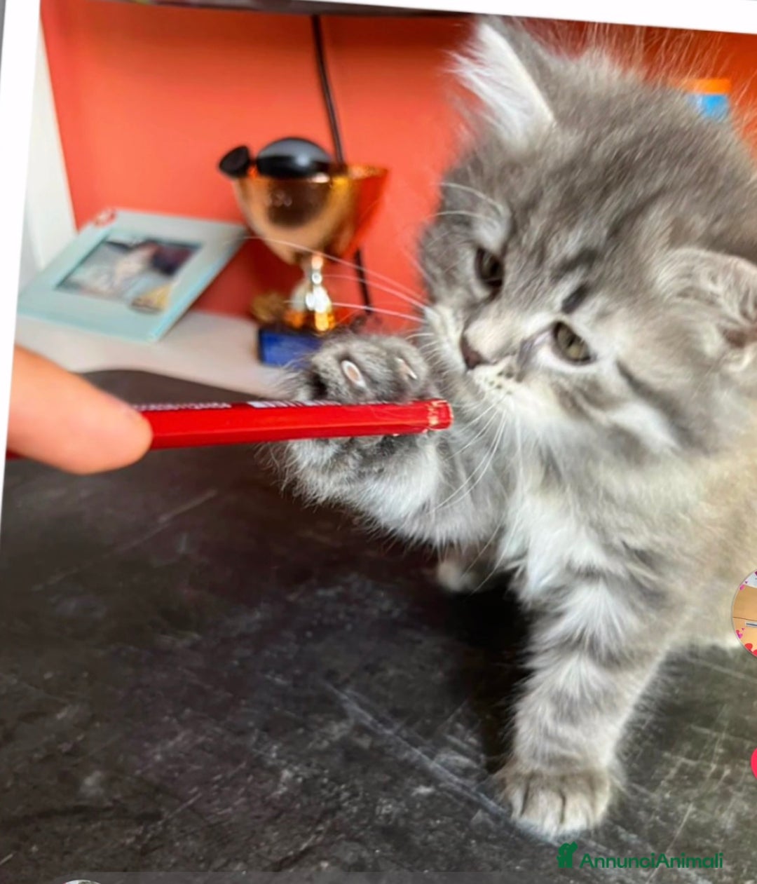 Siberiano gatti in vendita: Gatti siberiani  a Provincia di Biella - Immagine 6