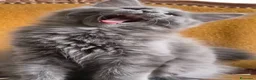 Maine Coon gatti in vendita: Cucciolo di Main Coon - Annuncio 2
