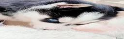 Husky cani in vendita: Siberian Husky  - Annuncio 2