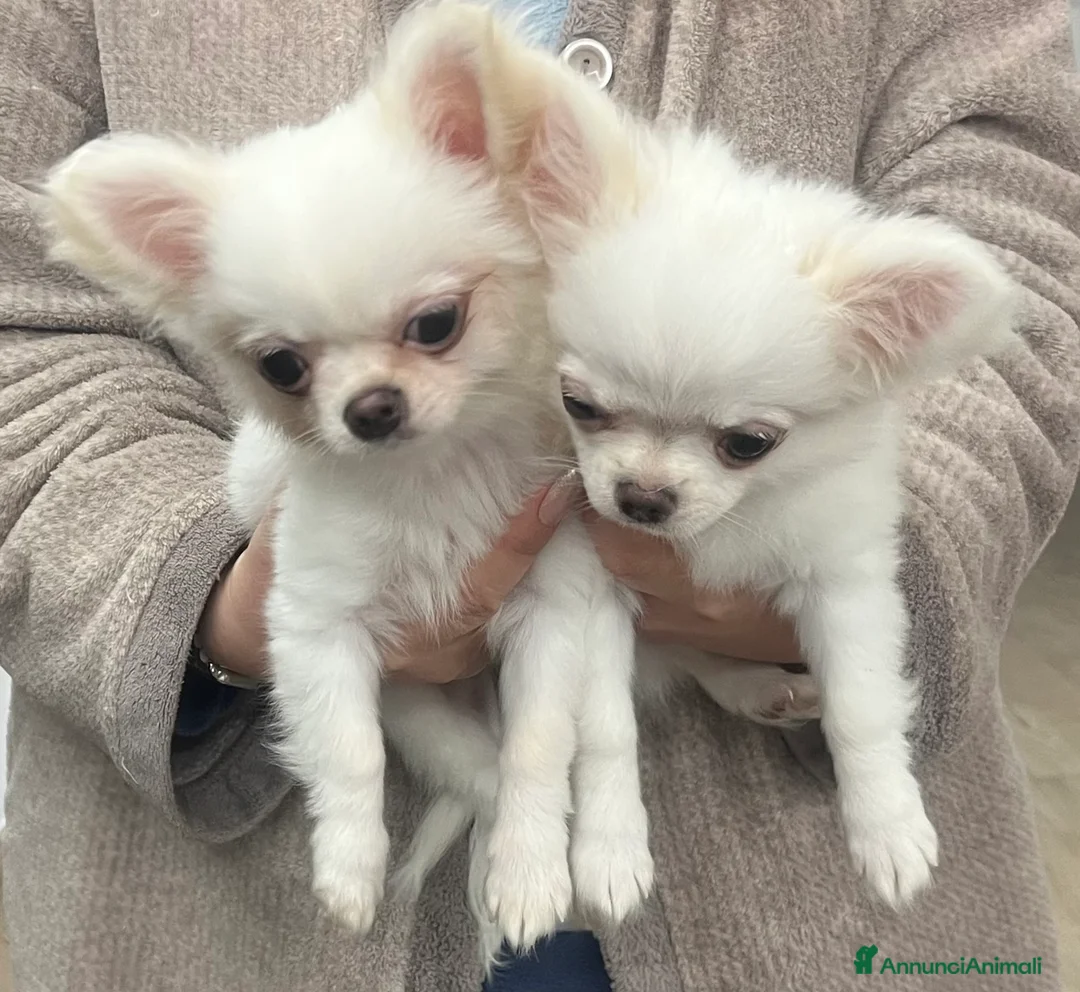 Chihuahua cani in vendita: Chihuahua con pedigree - Annuncio 9