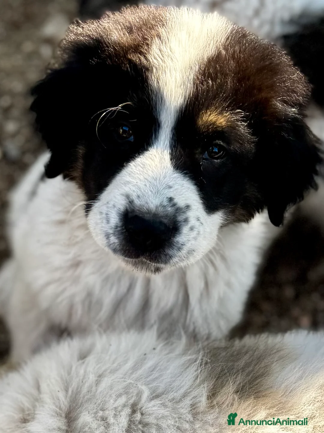 Meticcio cani in regalo: Nebbia cucciolo taglia gigante socievole a Città metropolitana di Milano - Annuncio 3