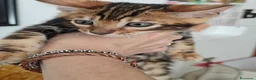 Bengala gatti in vendita: Cuccioli gattini del Bengala - Annuncio 6