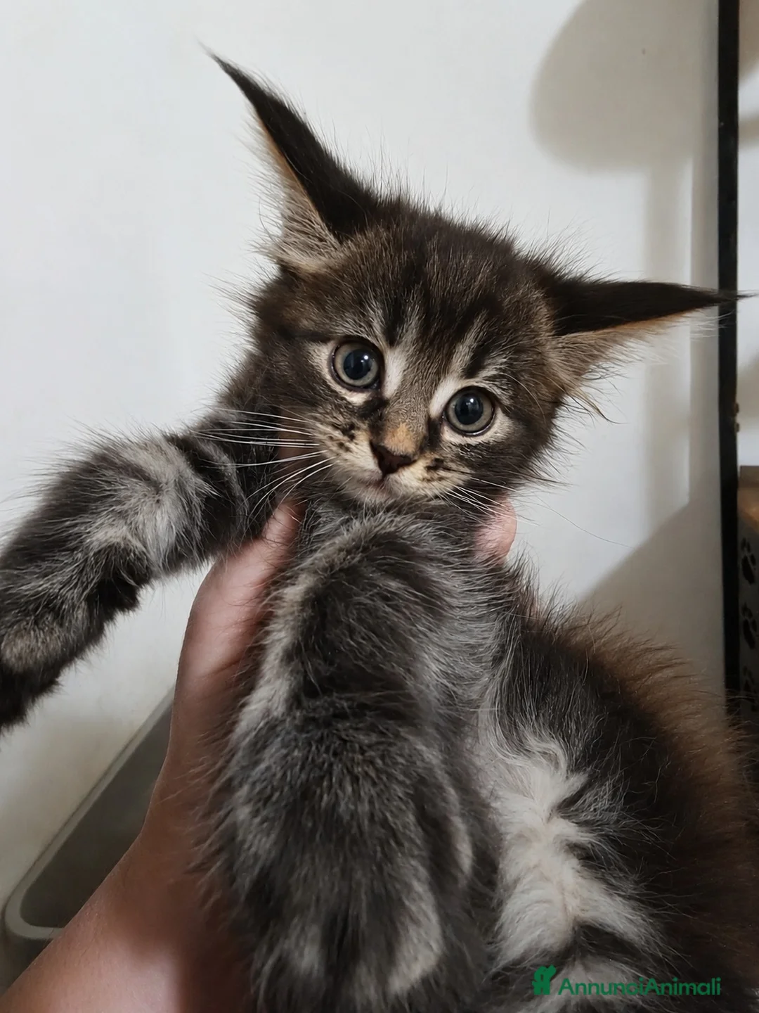 Maine Coon gatti in vendita: Cuccioli di Maine coon, vari manti  - Annuncio 2