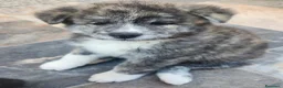 Akita Inu cani in vendita: Akita inu maschio  a Provincia di Como - Annuncio 12