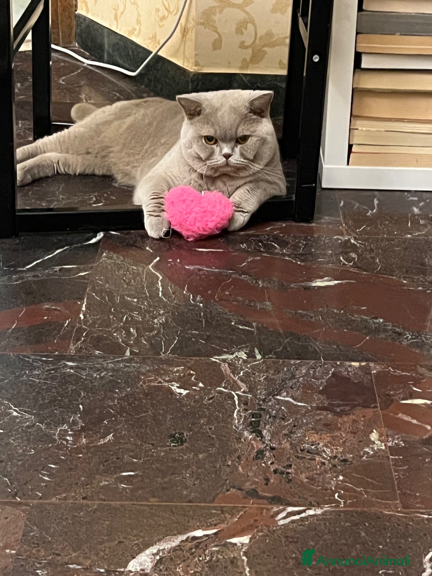 British gatti Maschio british shorthair per accoppiamento  - Annuncio 1