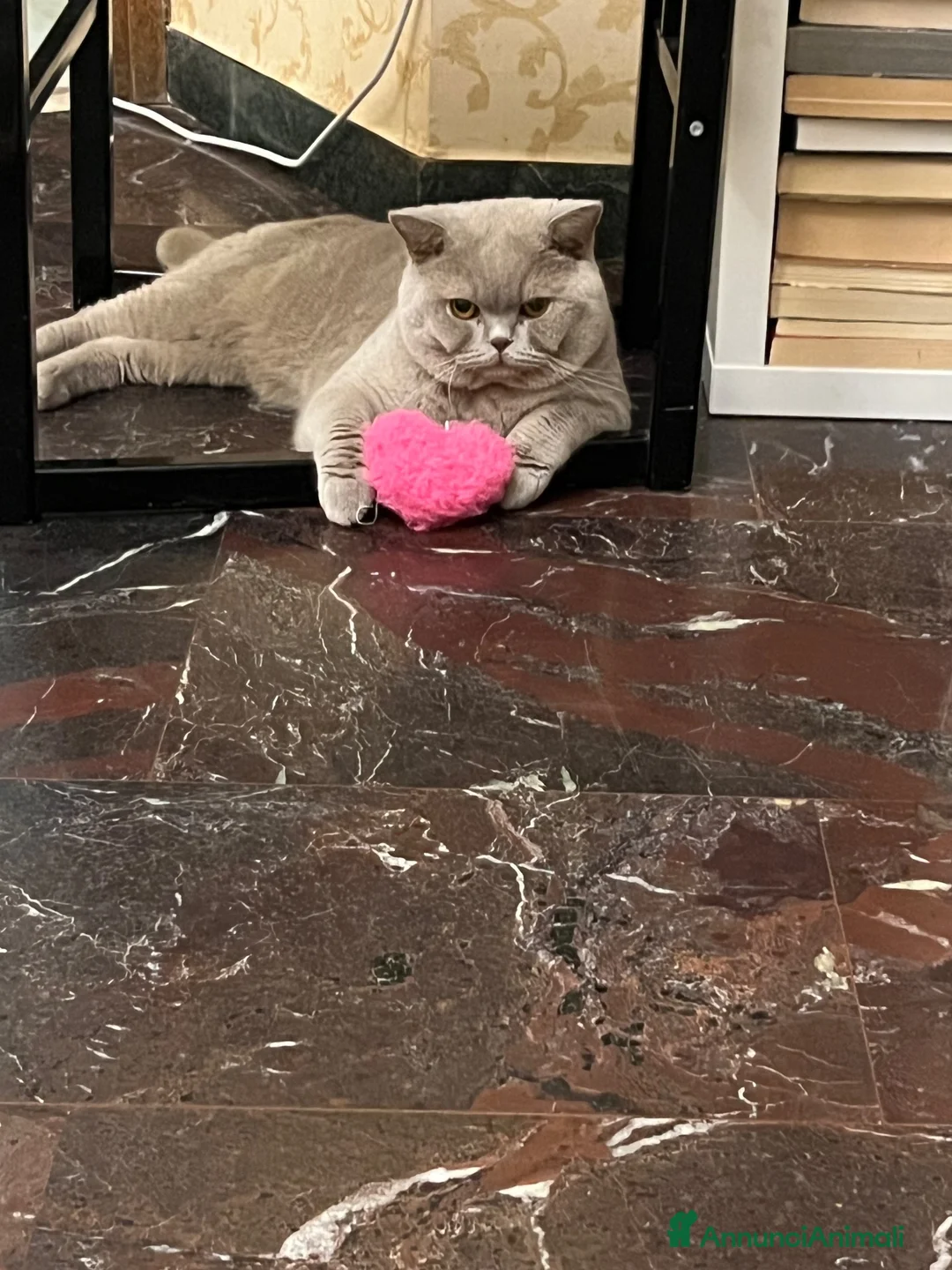 British gatti per accoppiamento: Maschio british shorthair per accoppiamento  - Annuncio 1