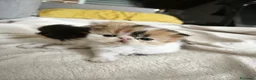 Persiano gatti in vendita: Gattini persiani  - Annuncio 2
