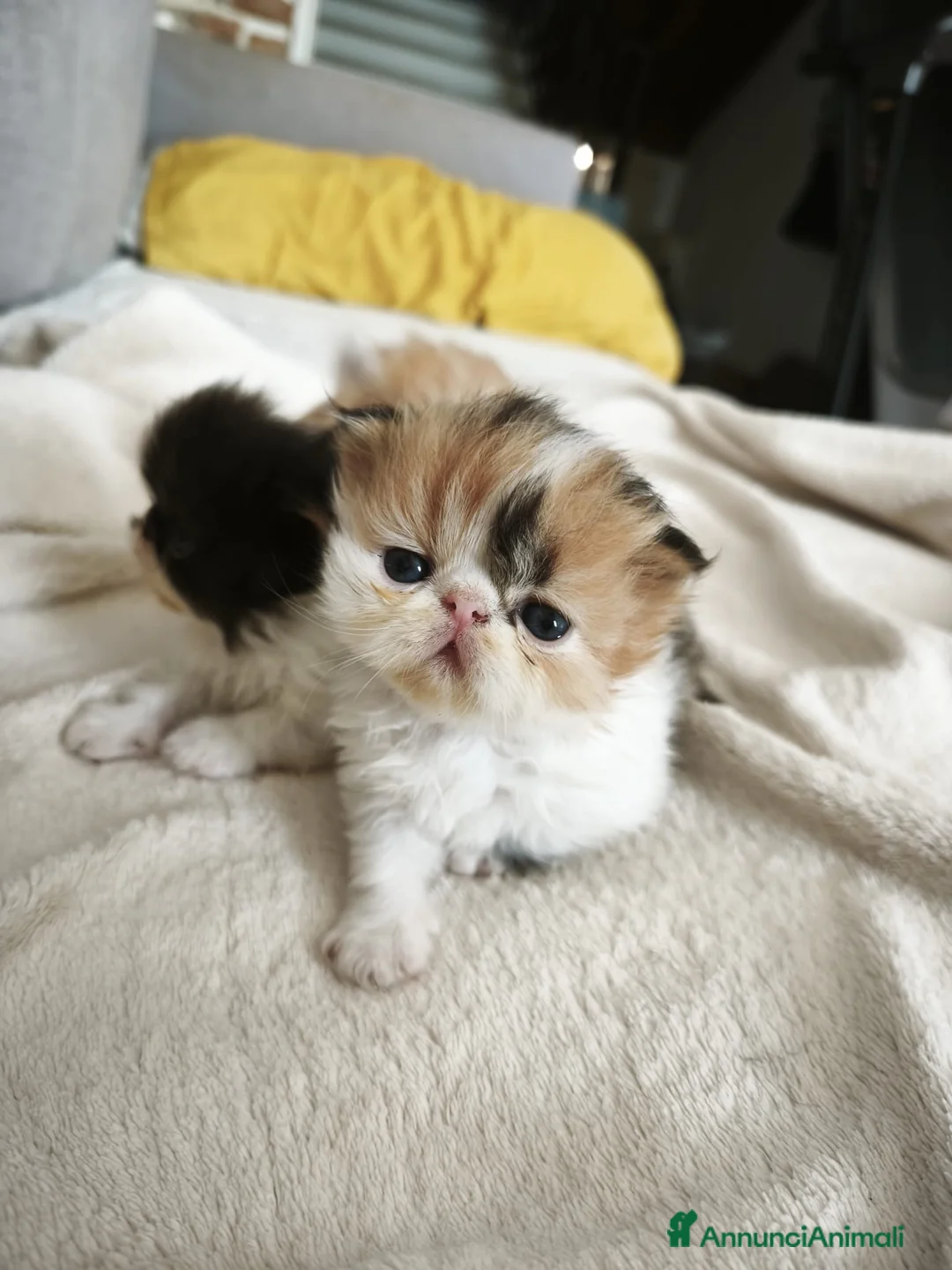 Persiano gatti in vendita: Gattini persiani  - Annuncio 2