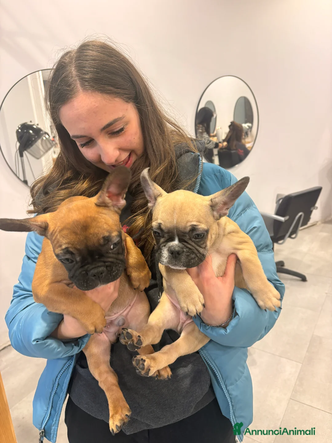 Bulldog Francese cani in vendita: Ultimi due cuccioli disponibili  - Annuncio 3