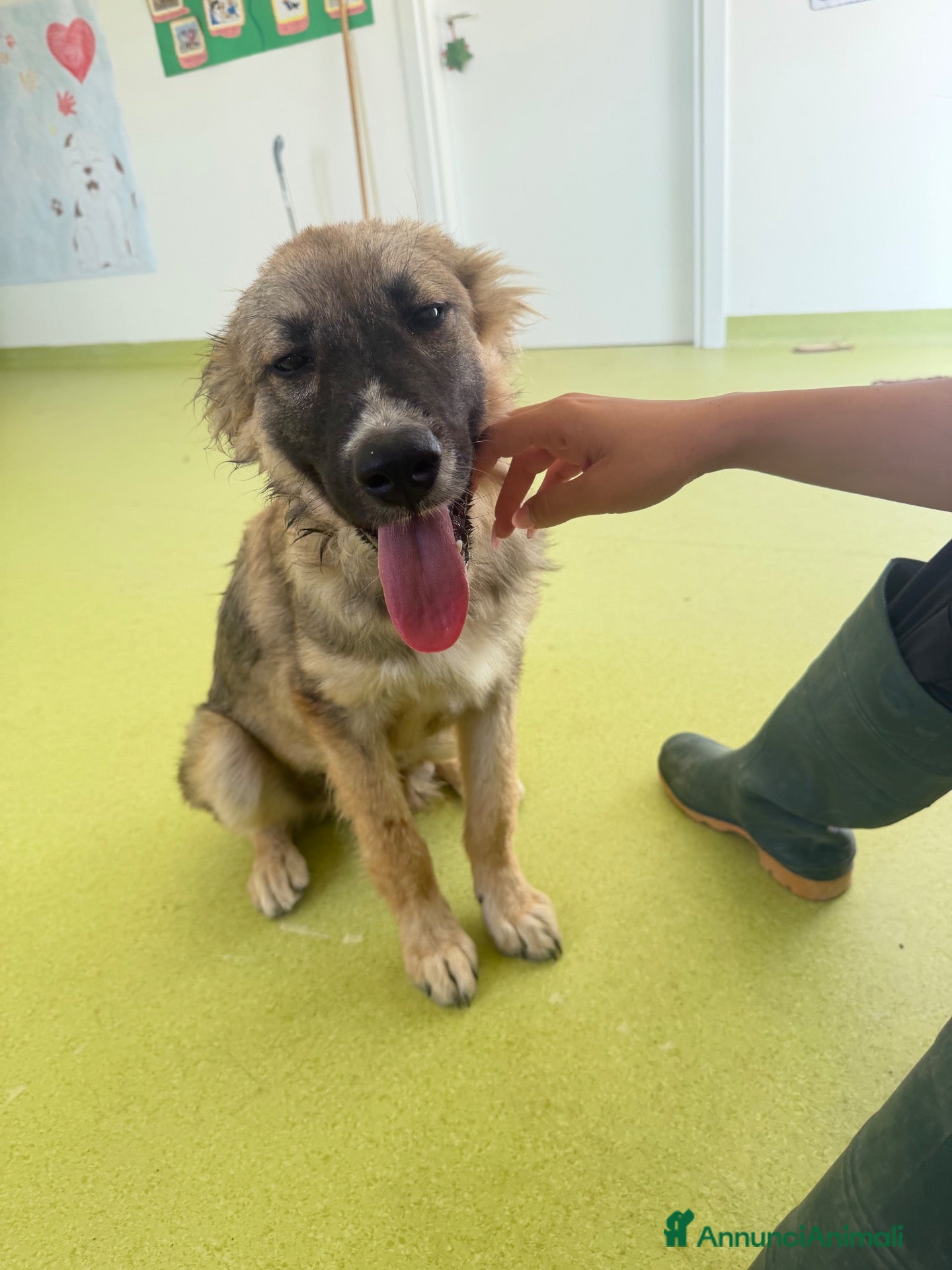 Meticcio cani Totò  - Annuncio 8