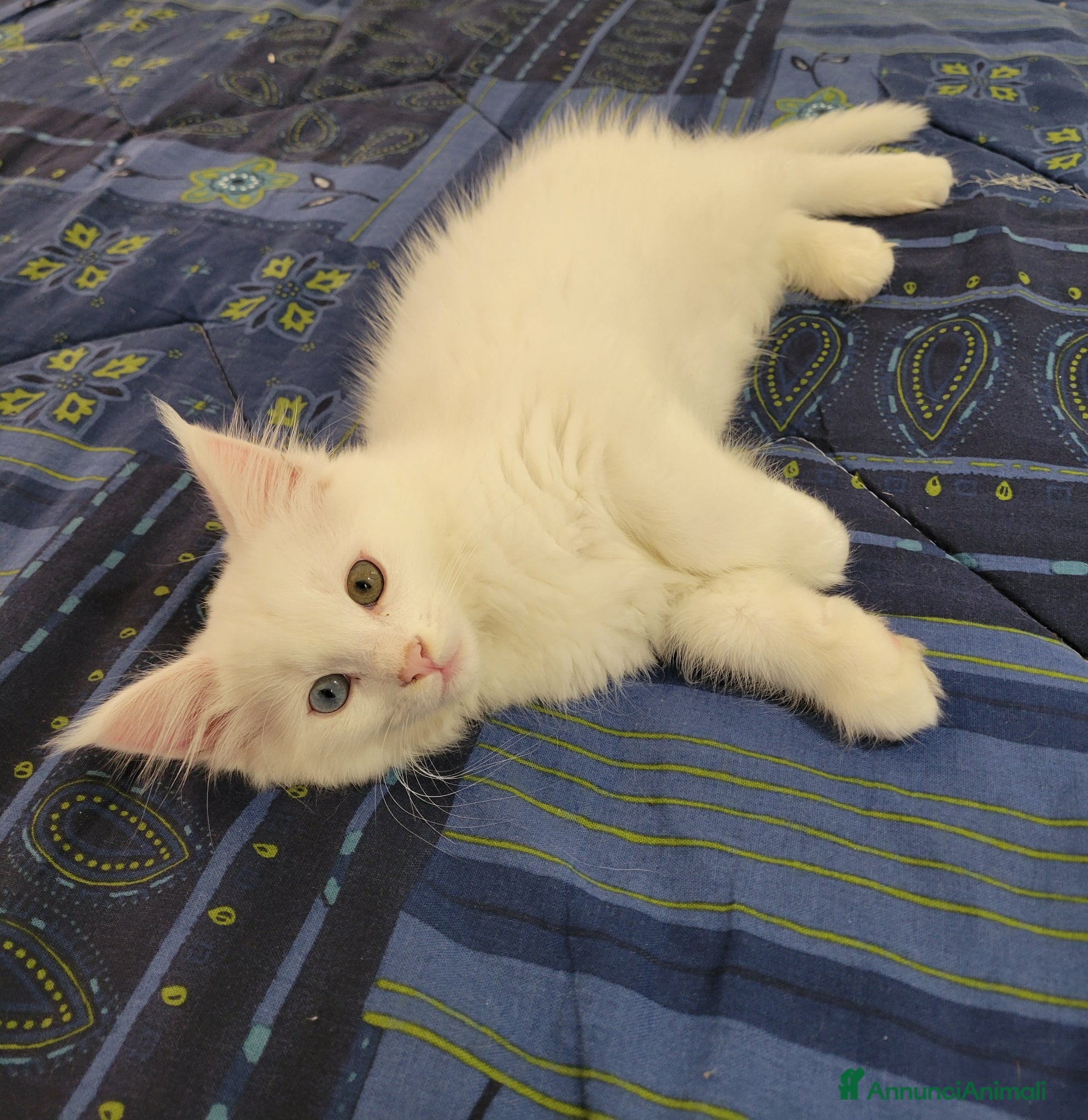 Maine Coon gatti Maine coon  - Annuncio 1