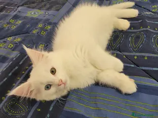 Maine Coon gatti Maine coon - Annuncio 1