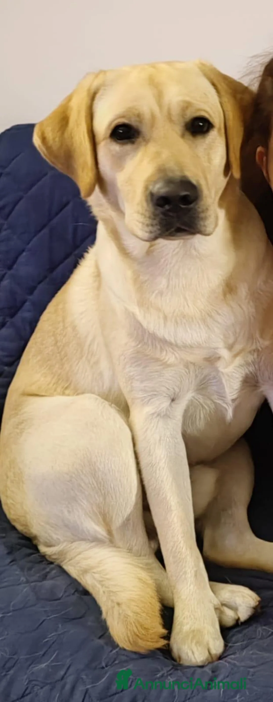 Labrador cani in vendita: Cuccioli di Labrador Retriever  miele  - Annuncio 3
