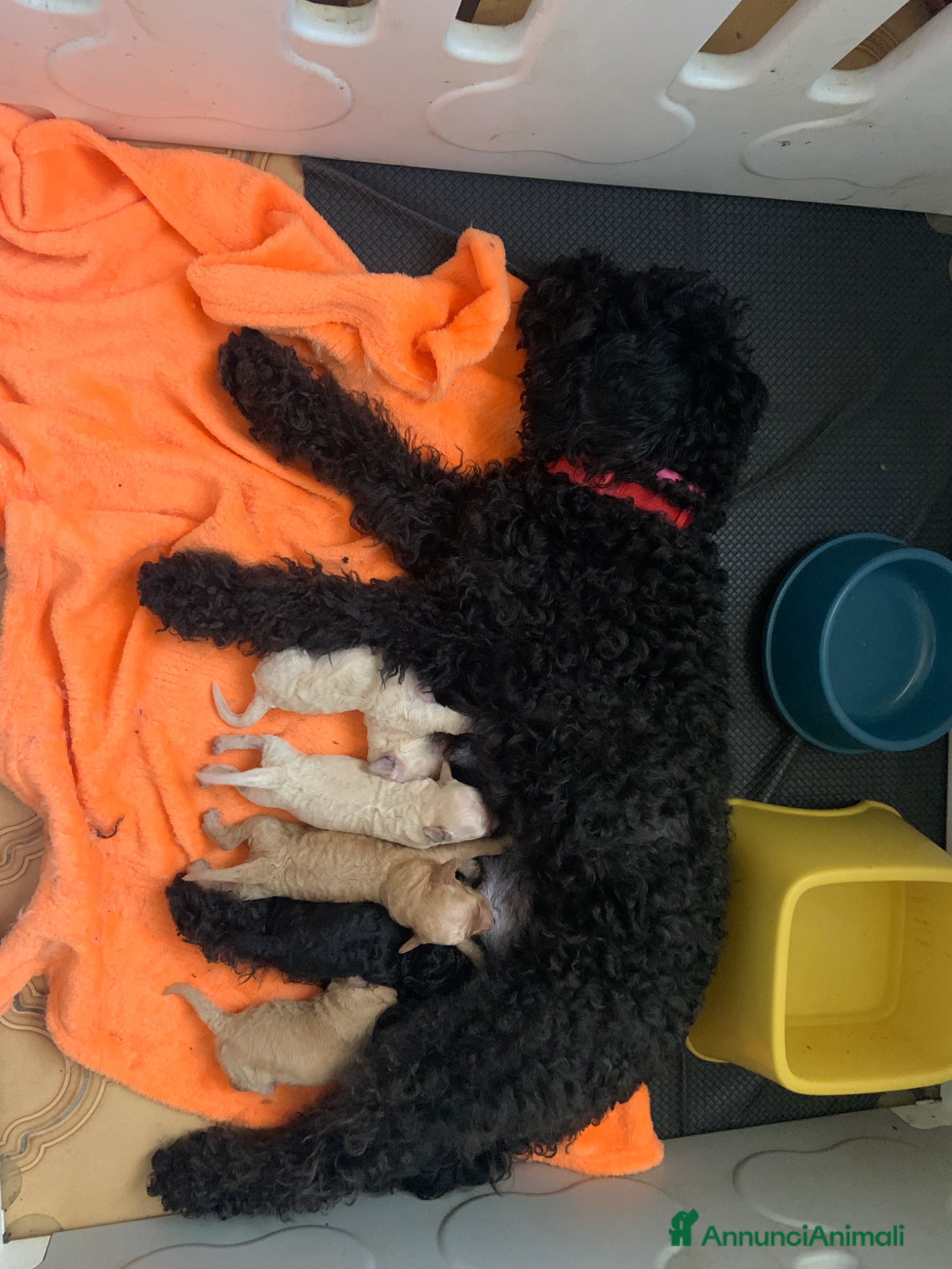 Barboncino cani PerPasqua l’attesa cucciolata di barboncini  - Annuncio 1