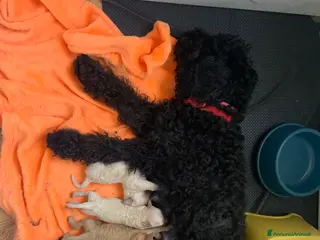 Barboncino cani PerPasqua l’attesa cucciolata di barboncini - Annuncio 1