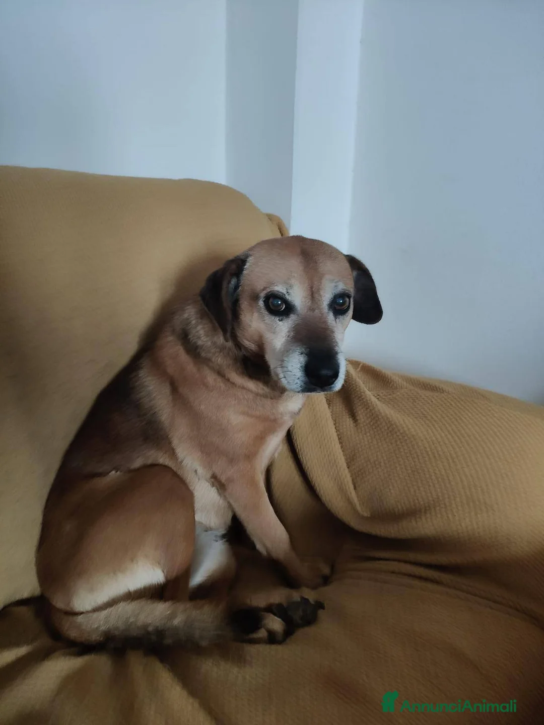 Meticcio cani in regalo: Sasha: 10 anni, adozione del cuore  - Annuncio 4