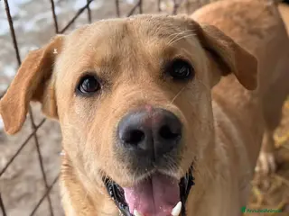 Labrador cani RIO, mix LABRADOR super simpatico! - Annuncio 42