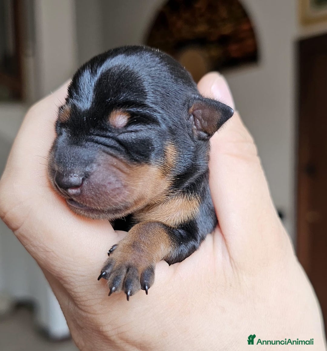 Pinscher Miniatura cani in vendita: Pinscher nano zwergpinscher cuccioli  - Annuncio 4