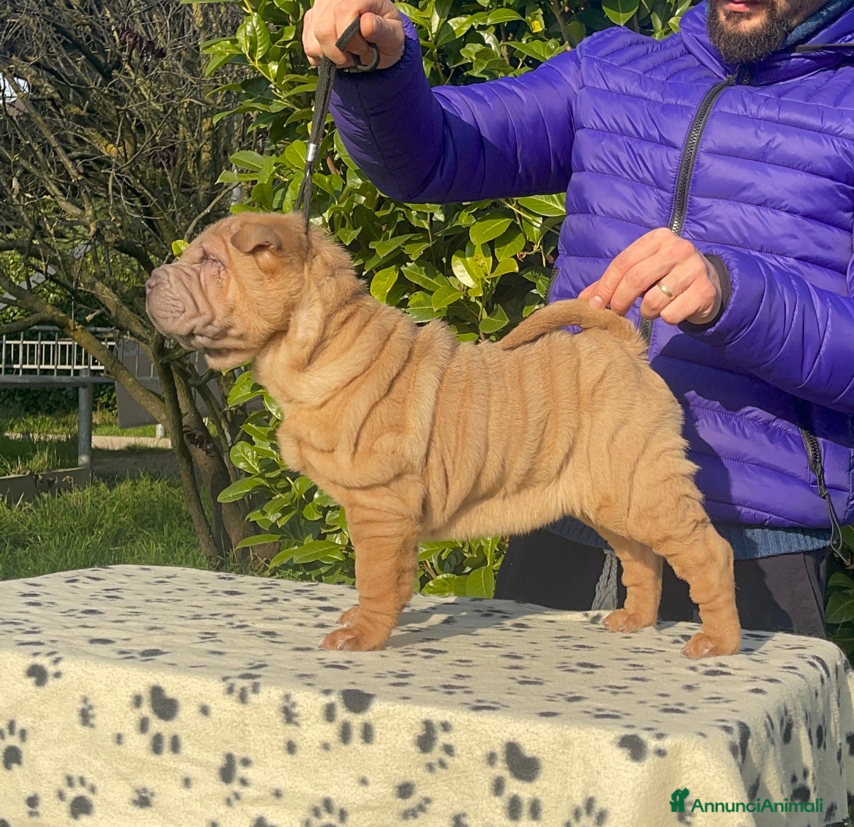 Shar Pei cani Shar Pei alta genealogia  - Annuncio 2