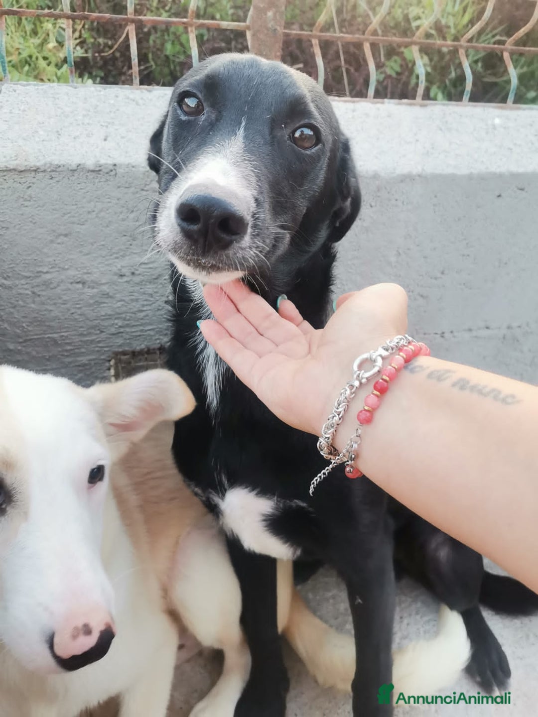 Altre razze cani in regalo: RAYAN - Annuncio 5