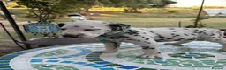 Dalmata cani in vendita: Cuccioli di Dalmata - Annuncio 9
