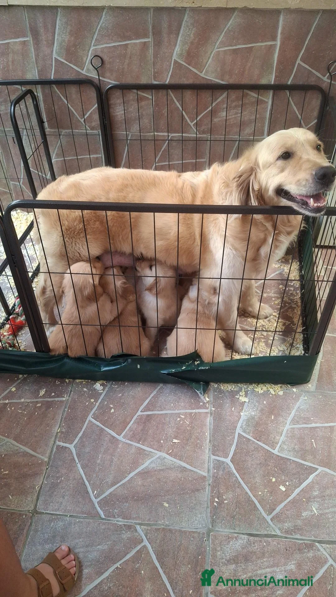 Golden Retriever cani in vendita: Cuccioli di golden retriver  a Città Metropolitana di Napoli - Annuncio 1