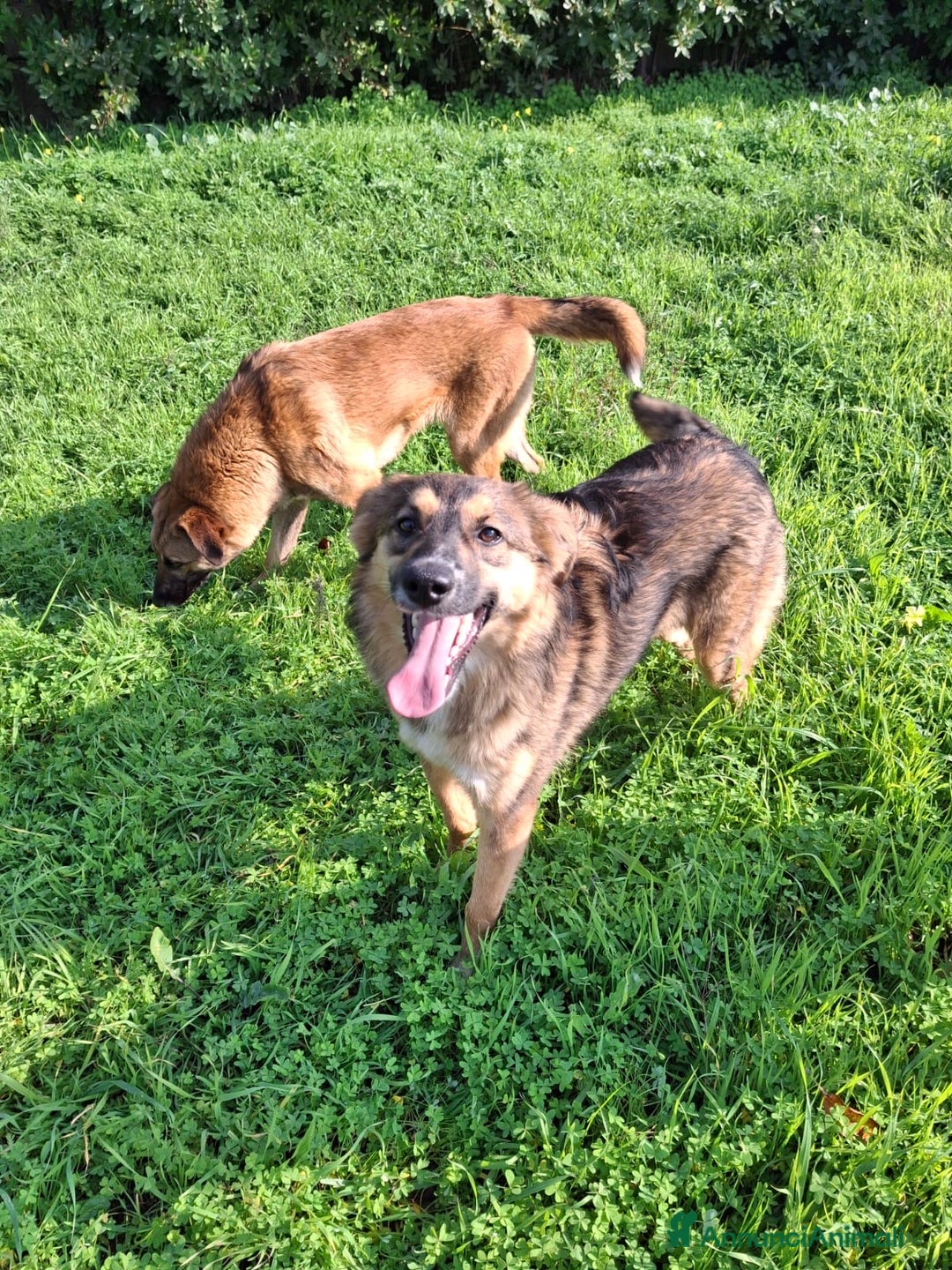 Meticcio cani in regalo: BRENDA 🩷-cucciola.La adotti?Non lasciarla nel box - Annuncio 9