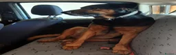 Meticcio cani in regalo: Lappo a Provincia di Vicenza - Annuncio 3
