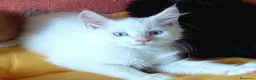 Maine Coon gatti in vendita: Maine coon cucciole Tortie,Red, White - Annuncio 5