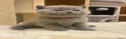 British gatti in vendita: British shorthair blu - Annuncio 4