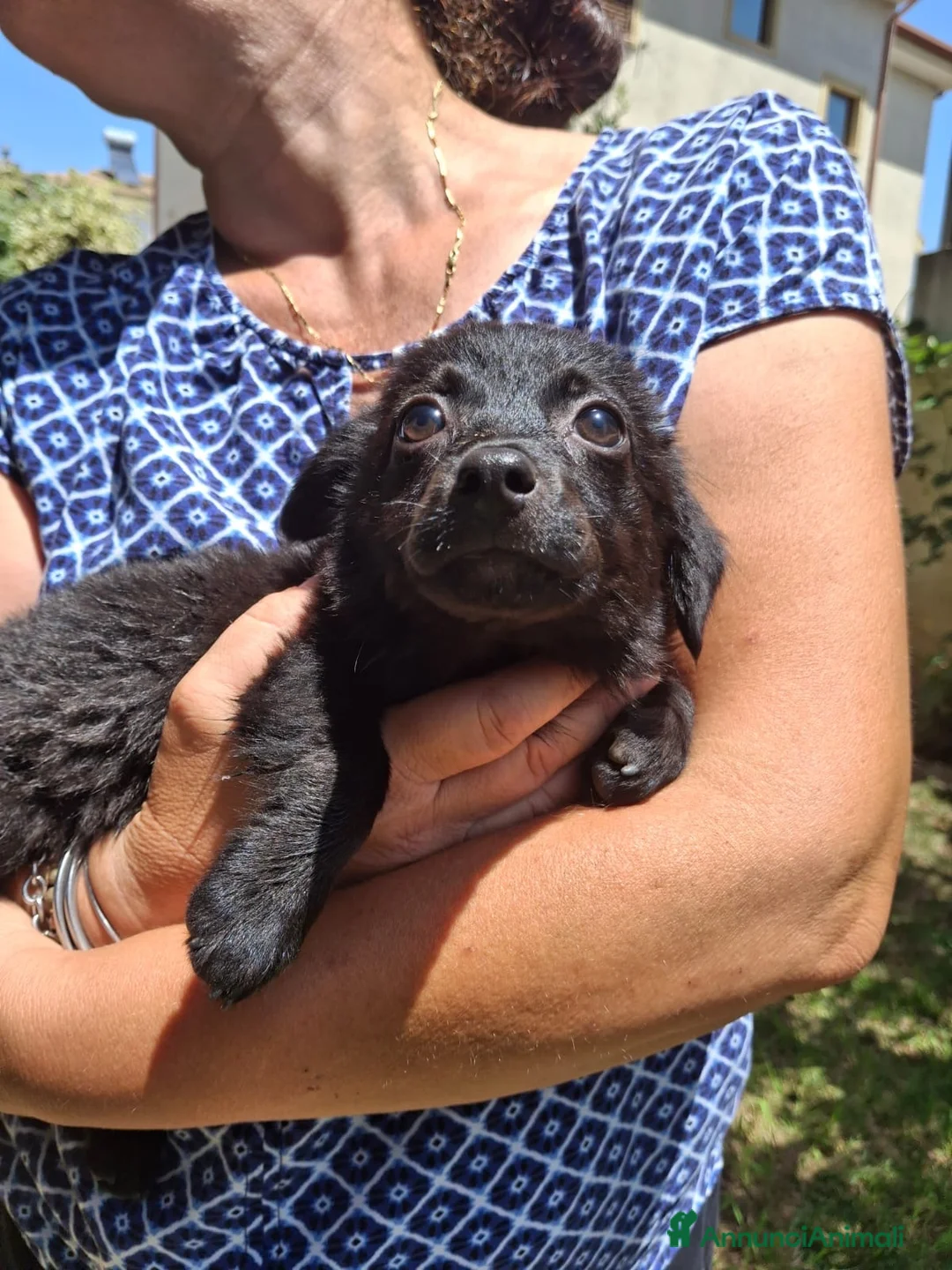 Meticcio cani in regalo: MOKA 🩷 la dolcezza ha trovato il suo nome 😍 a Provincia di Biella - Annuncio 10