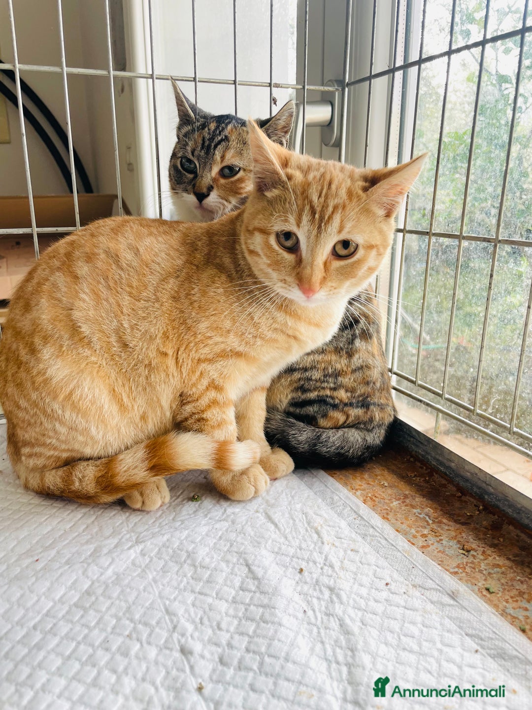 Europeo gatti in regalo: Gattino rosso 4 mesi - Annuncio 4