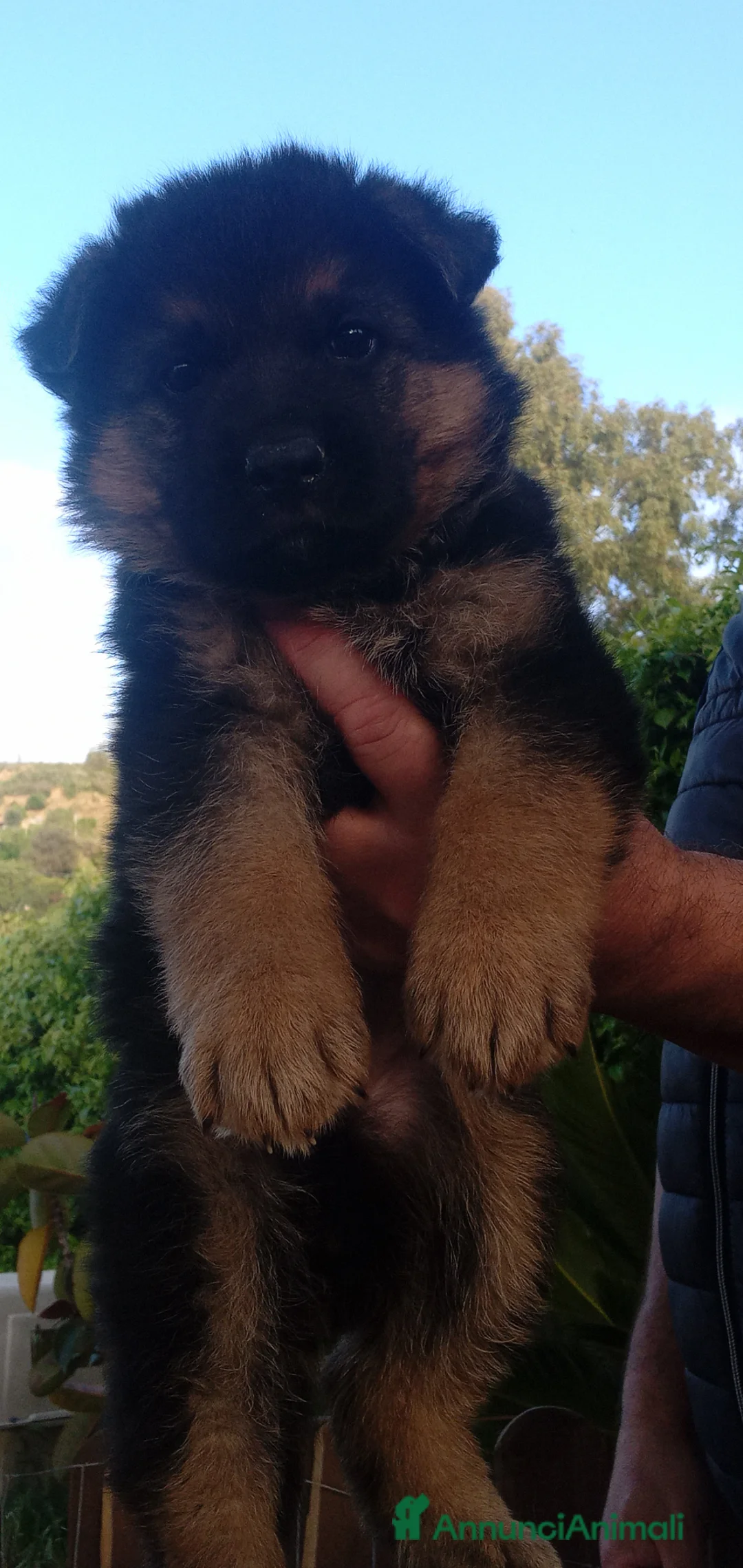Pastore Tedesco cani in vendita: Splendidi cuccioli di pastore tedesco  - Annuncio 8