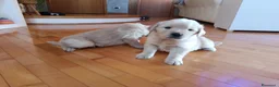 Golden Retriever cani in vendita: Cuccioli di Golden Retriever  - Annuncio 3