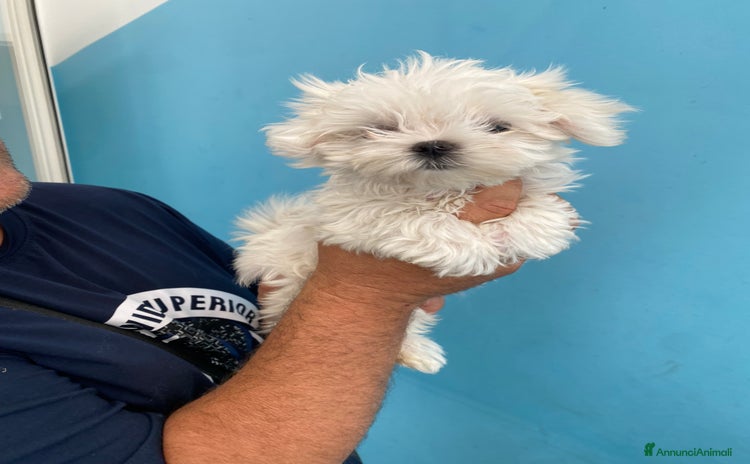 Maltese cani a Città metropolitana di Roma Capitale - Annuncio 6