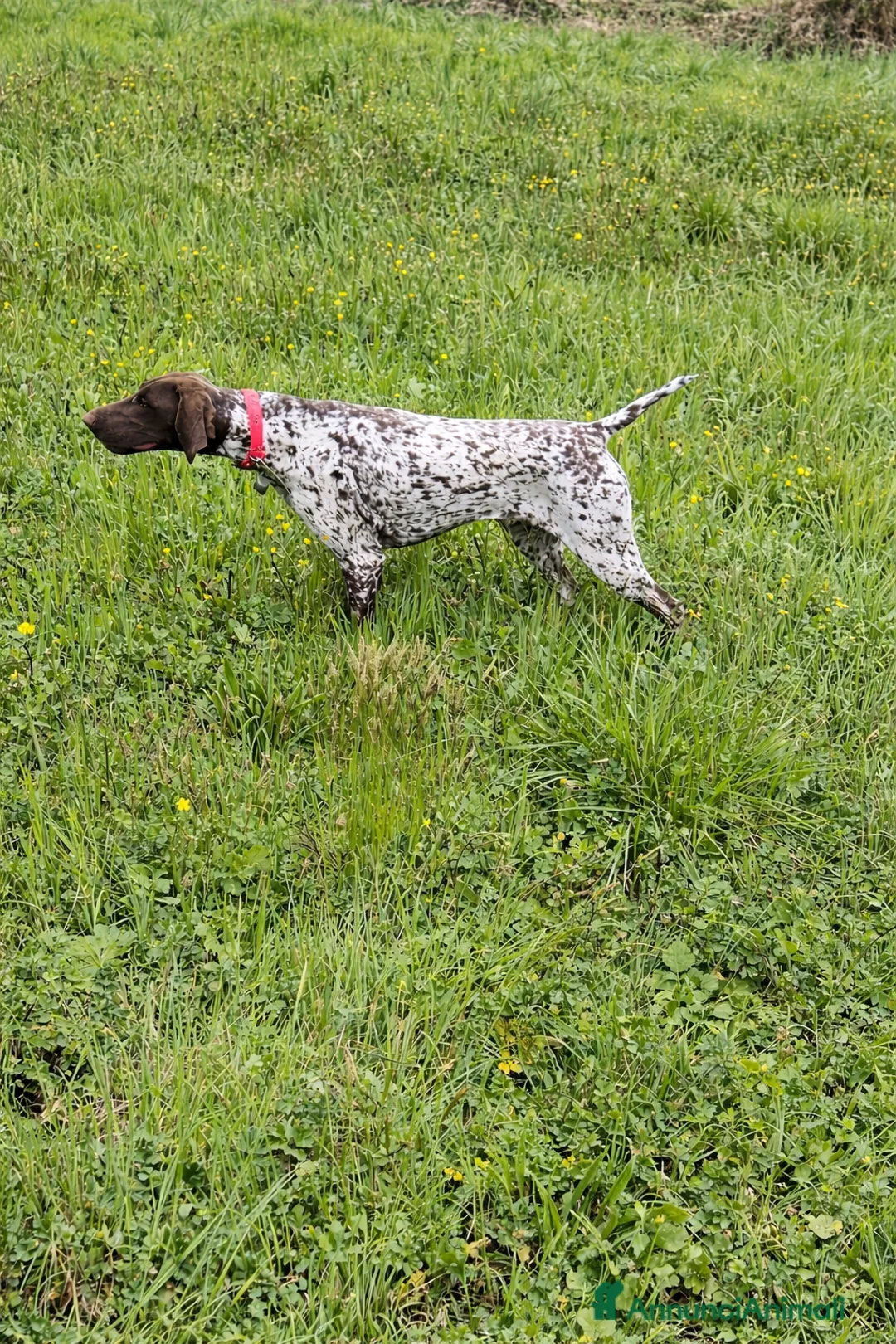 Kurzhaar cani in vendita: Cucciolata alta genealogia Kurzhaar  - Annuncio 10