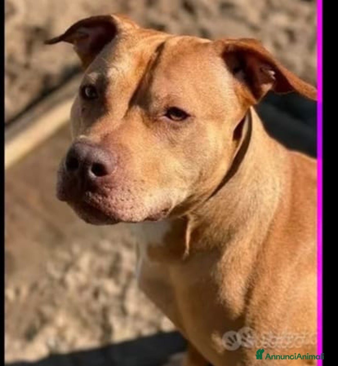 Pitbull cani in regalo: Pitbull adulta salita a Milano e riscesa a NAPOLI a Città metropolitana di Milano - Immagine 2