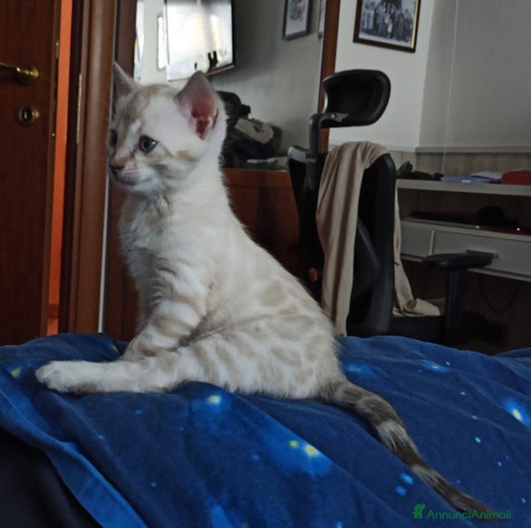 Immagine della galleria {{count}}