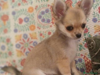 Chihuahua cani Chihuahua Femmina a pelo lungo con Pedegree Enci - Annuncio 37