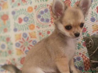 Chihuahua cani Chihuahua Femmina a pelo lungo con Pedegree Enci - Annuncio 10