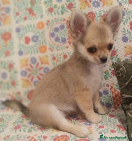 Chihuahua cani Chihuahua Femmina a pelo lungo con Pedegree Enci - Annuncio 2