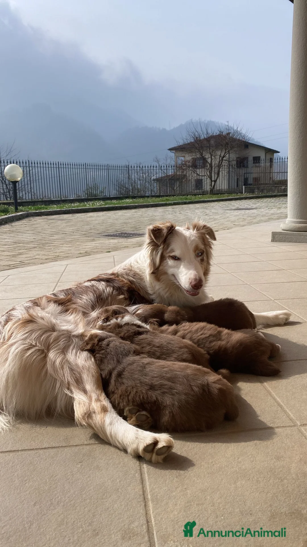 Australian Shepherd cani in vendita: CUCCIOLE PASTORE AUSTRALIANE RED TRICOLOR - Annuncio 7