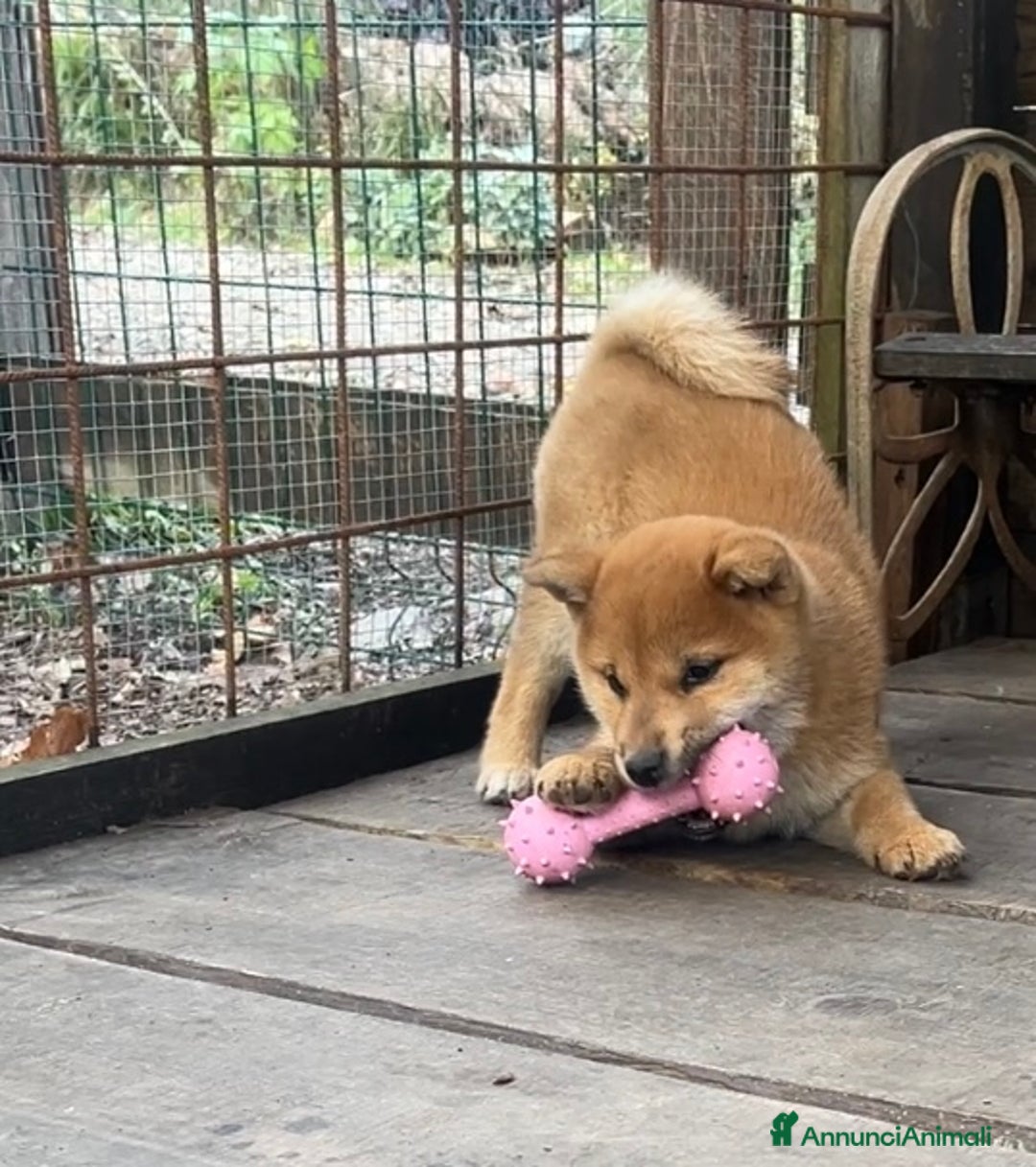 Shiba Inu cani in vendita: Shiba inu cucciolo  - Annuncio 3
