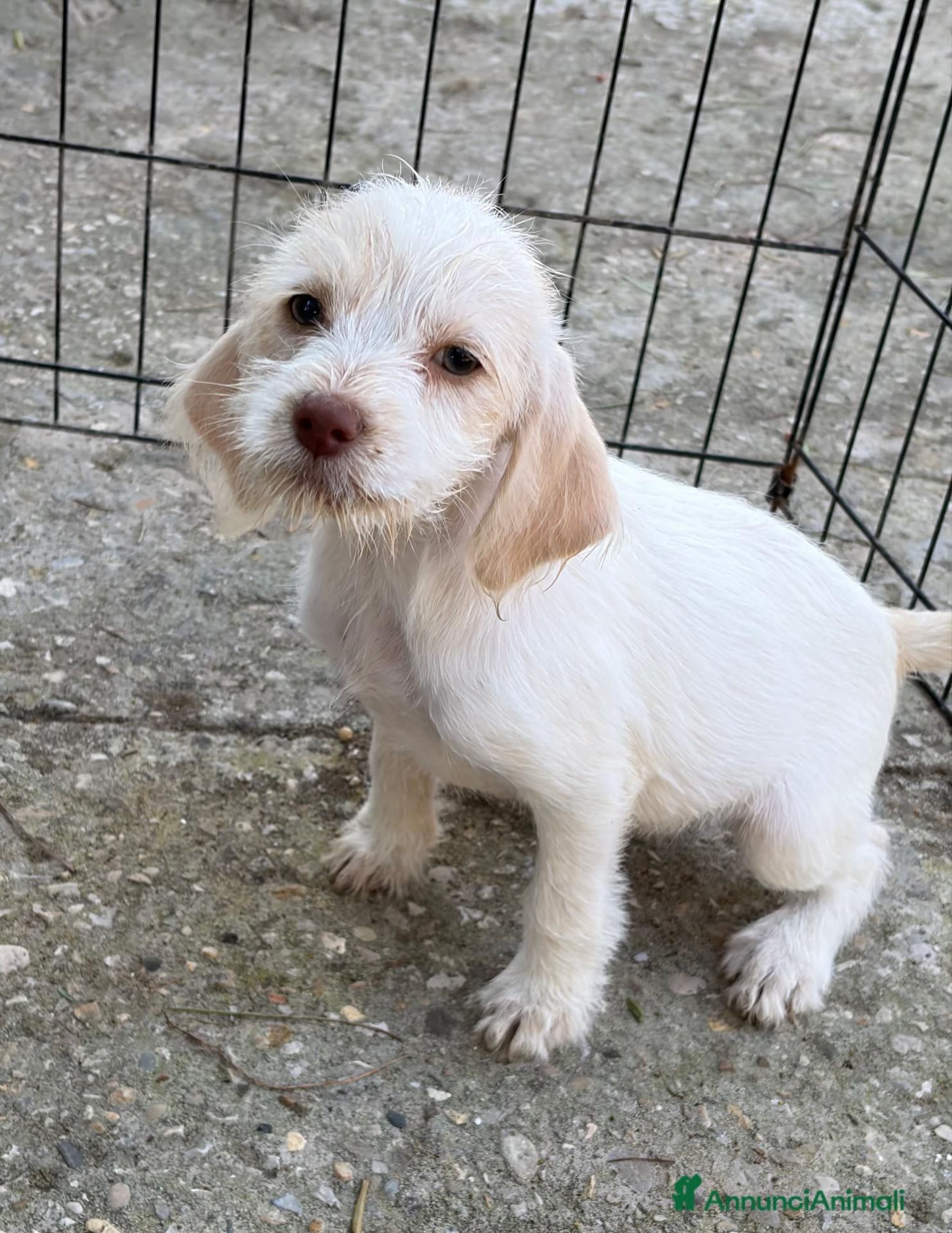 Meticcio cani CUCCIOLI ABBANDONATI: URGENTE! - Annuncio 16