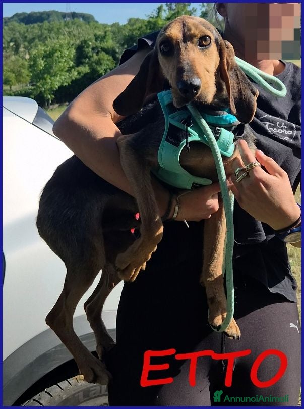 Segugio cani ETTO GIOVANE  SEGUGIETTO TROVATO VAGANTE E MAGRO  - Annuncio 30