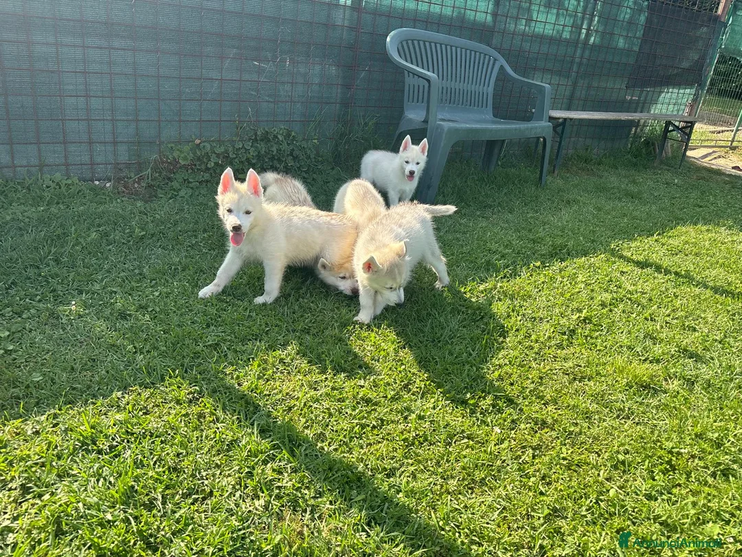 Husky cani in vendita: Cuccioli di Siberian husky con pedigree  - Annuncio 1