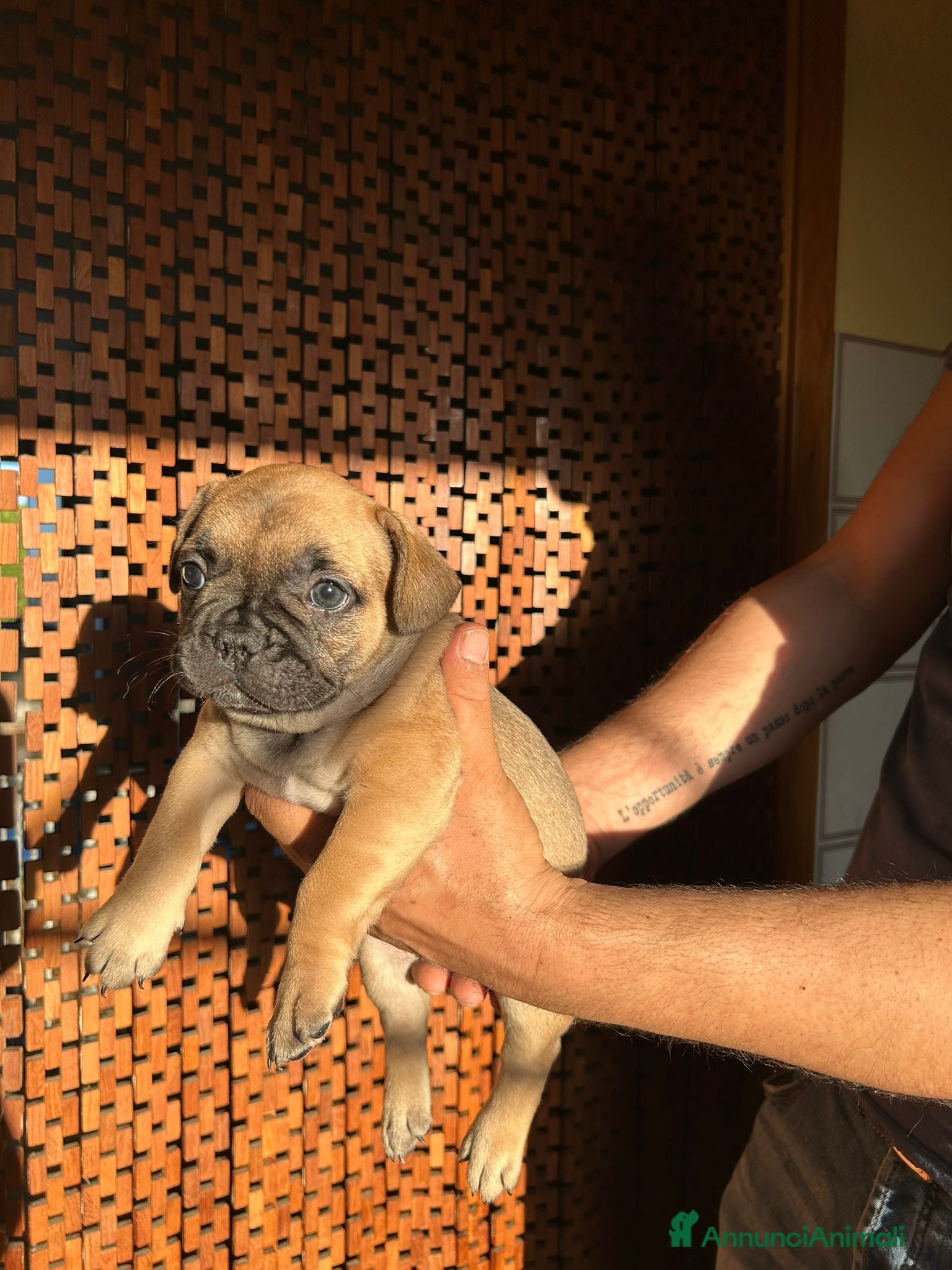 Bulldog Francese cani Splendidi cuccioli di Bulldog Francese - Annuncio 1