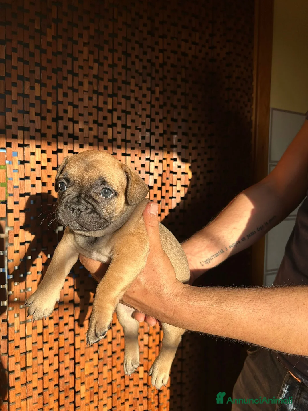 Bulldog Francese cani in vendita: Splendidi cuccioli di Bulldog Francese - Annuncio 1